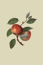 Scarlet Nonpareil - Apple by William Hooker - Art Print - $21.99+