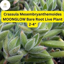 Crassula Mesembryanthemoides ‘Moonglow’ | 1 Live 2-4&quot; Bare Root Succulen... - $21.71