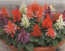 50 Salvia Seeds Salvia Saluti Mix Flower Seeds Starts Nursery Garden USA - $10.00