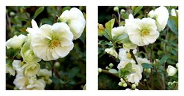 White Double Take Eternal - Flowering Quince - 4&quot; Pot - $56.98