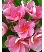 5 Pink Plumeria Seeds Plants Flower Lei Hawaiian Perennial Seed Flowers ... - $280.01 MXN