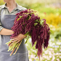 500+ Love Lies Bleeding Seeds - Amaranthus caudatus | Cascading Pink Plumes - £5.16 GBP