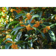 1 pcs Apricot Echo Orange Tea Olive Live Plant Trade Gallon Pot - £56.56 GBP