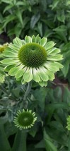 Echinacea Green Twister, 15 Seeds R - £14.61 GBP