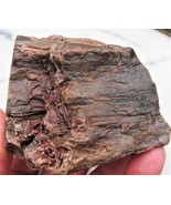 Golden Tan &amp; Brown Hampton Butte Petrified Wood Desktop Specimen 1 Lb Po... - £7.43 GBP