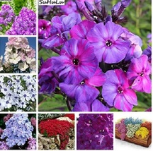 200 Pcs Phlox Flower Outdoor Bonsai Plant for Home Garden Blooming Plants OKB - £5.66 GBP