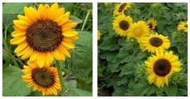 200 seeds Sunflower- Dwarf Sunspot- Seeds Fresh Garden Seeds - £17.57 GBP