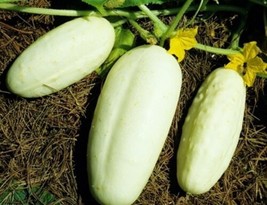 White Wonder Cucumber Seed  Heirloom Garden Vegetable Seeds 0.50Gr  From US - $10.89