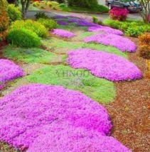 PWO Fresh 100 Pcs/Bag Creeping Thyme Bonsai Or Multi-Color Rock Cress Plant - Pe - $5.18