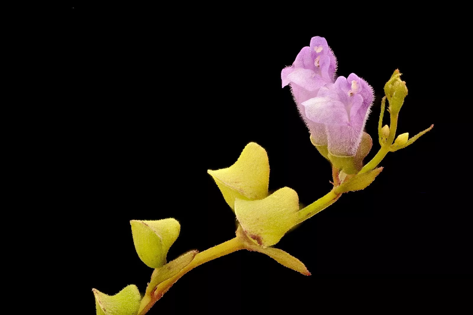 50 Scutellaria lateriflora seeds - Blue Skullcap - Mad Dog Skullcap - £3.86 GBP