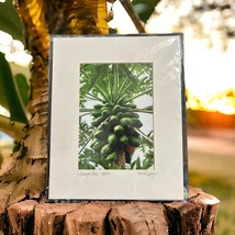 Papaya Tree Oahu Honolulu Hawaii Photographed &amp; Signed By Toni Duprey Ma... - £18.54 GBP