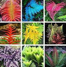 Goodidea 100PCS Japanese Creeper Boston Fern Seeds Mixed 9 Types - $7.41