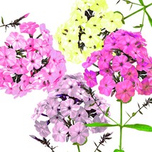 100 Pastel Phlox Drummondi Flower Seeds A Mix Of Pink Salmon Yellow Rose And Whi - $9.79