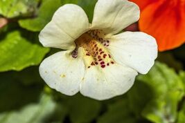 Fresh 100 Twinkle White Monkey Flower Mimulus Seeds *Flat S/H - $3.50