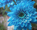 Sky Blue Chrysanthemum Mums Flowers Garden Planting 200 Seeds - £4.65 GBP