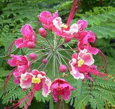 GIB Caesalpinia pulcherrima | Pink Peacock Flower | 5 Seeds - £17.26 GBP