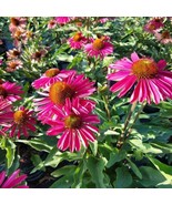 50 Kismet Raspberry Coneflower Seeds Echinacea Flower Perennial Flowers 692 - $8.35