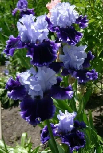 Fresh 25 Seeds Bearded Iris Flower Purple White Plants Garden - £8.77 GBP