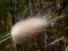 VP Bunny Tails Grass (Hares Tail) Ornamental Lagurus Ovatus 100 Seeds - £3.82 GBP