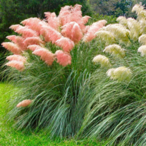 Mixed Colors Pampas Grass Plant Bonsai Balcony Colorful - 200 Seeds - $162.36 MXN