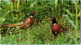 Ring Necked Pheasants Postcard Posted 1986 - £5.14 GBP