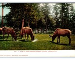 Elk at Point Defiance Park  Tacoma WA Washington UNP UDB Postcard R21 - $4.90