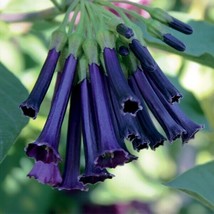 HSeeds 15+ Seeds Iochroma Royal Queen House Plant  Garden Flowers - £5.53 GBP