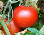 Rutgers Tomato Seeds 100 Garden Culinary Cooking Vegetables Sauce Fast S... - $8.99