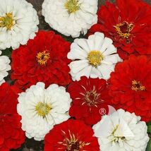 Zinnia Stop Sign Mix Hummingbird Red &amp; White Blooms 200 Seeds - $6.16