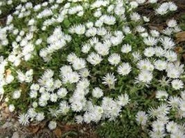 100 Pcs White Ice Plant Livingston Daisy Flower Seeds #MNSS - £11.79 GBP
