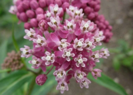 20 Pc Seeds Asclepias Incarnata Plant Rose Red Swamp Milkweed Seeds for Planting - £20.14 GBP