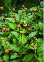 Toothache Plant {Spilanthes Acmella Oleracea} Organic 20 Seeds  From US  - $8.35