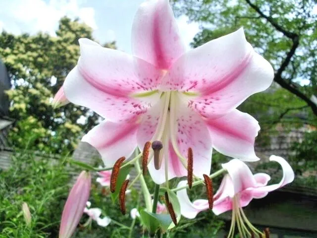 25 Pink Formosa Lily Seeds Lilium Formosanum Giant 5 6 Foot Tall Fresh Garden - £9.49 GBP
