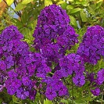 RJ 50 Bright Purple Phlox Seeds Butterfly Flower Perennial Flowers Seed ... - £9.85 GBP