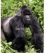 Mountain Gorilla National geographic nature Print 8x10 glossy decor picture - $9.99