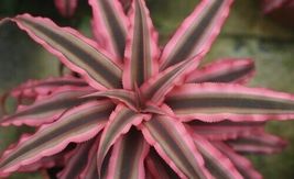 PINK STAR Cryptanthus bivittatus AKA Earth Star Bromeliad Starter Plant - £19.57 GBP