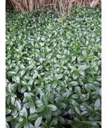 Creeping Myrtle Periwinkle Vinca Minor Vines Flowering Plants Ground Cov... - £133.22 GBP