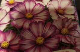 ArfanJaya Cosmos Sensation Picotee Flower Seeds - £6.47 GBP