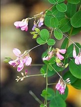 US Seller 50 Seeds Bush Clover Lespedeza Bicolor Bushclover Shrub Pink Purple Fl - $12.36