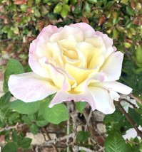 Fragrant Large Yellow Pink Tea Rose Peace Rose 12 Seeds Fresh Garden - £14.93 GBP