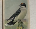 Arm &amp; Hammer Eastern Kingbird Victorian Trade Card VTC 5 - $3.95