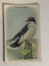 Arm &amp; Hammer Eastern Kingbird Victorian Trade Card VTC 5 - $3.95