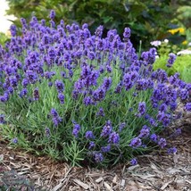 LAVENDER 20 FRESH FLOWER SEEDS FREE USA SHIPPING - $2.30