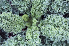50 Seeds -Vates Blue Curled Kale -Natural Non GMO -Classic Flavorful Veg... - $3.99