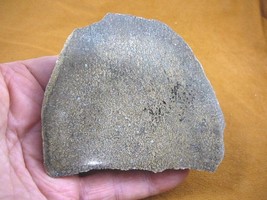 (DF-378-7) 8 oz Fossil REAL DINOSAUR Bone cabbing slab lapidary I love d... - $47.67