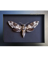Real Rustic Sphinx Moth Manduca Rustica Female XL Framed Entomology Shad... - $1,355.63 MXN