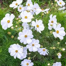 50 Seeds White Cosmos Flower - £7.76 GBP
