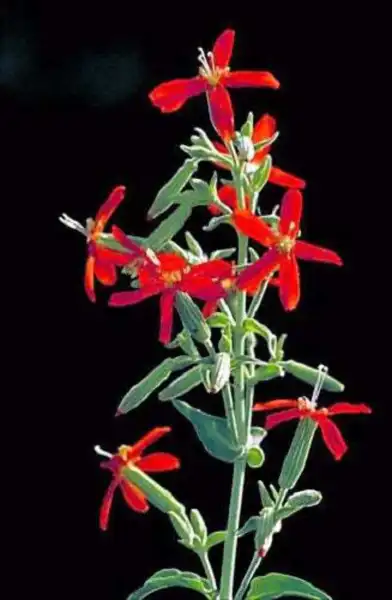 Top Seller 20 Royal Red Catchfly Hummingbird &amp; Endangered Native Flower ... - $14.60