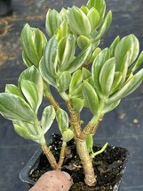 4” Pot Varigated Jade Crassula Ovata - Green With White Varigation - £23.57 GBP