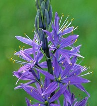 30+ Camas Bold Blue Flower Seeds Great For Bouquets - £7.92 GBP